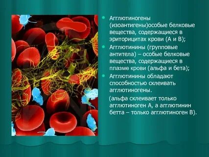 Агглютиногены