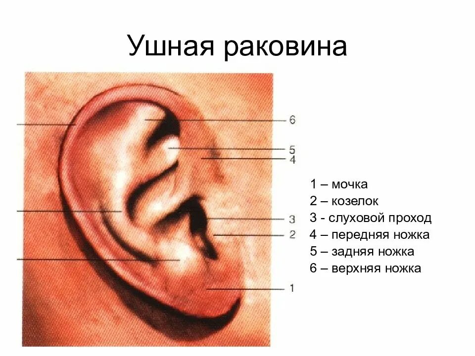 Строение наружного уха козелок. Козелок ушной раковины где находится. Козелок ушной раковины формы.