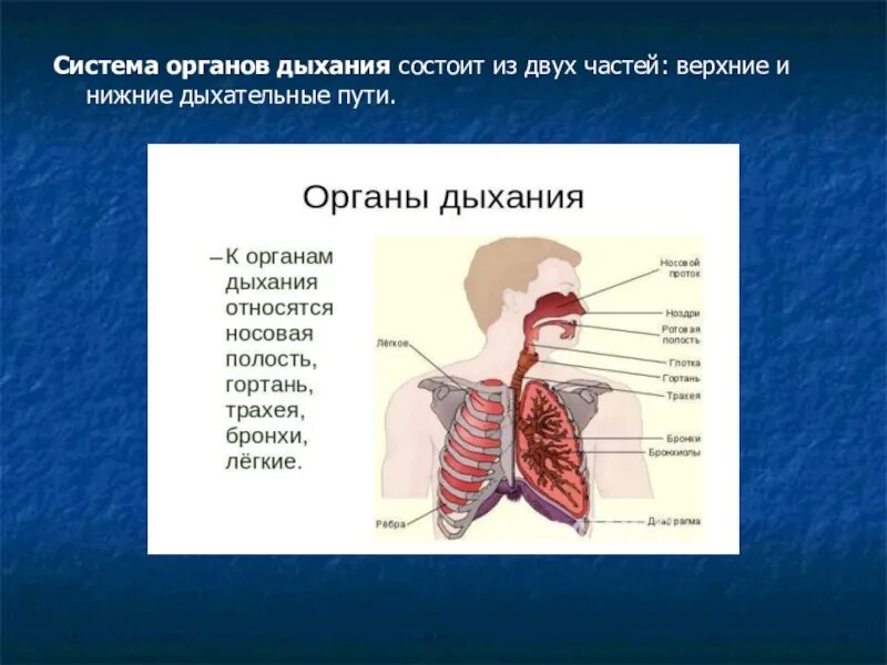 Дыхательная система обеспечивает организм человека. Строение дыхательной системы егэ биология. Дыхательная и кровеносная система 3 класс. Органы дыхания. Строение органов дыхания у детей.