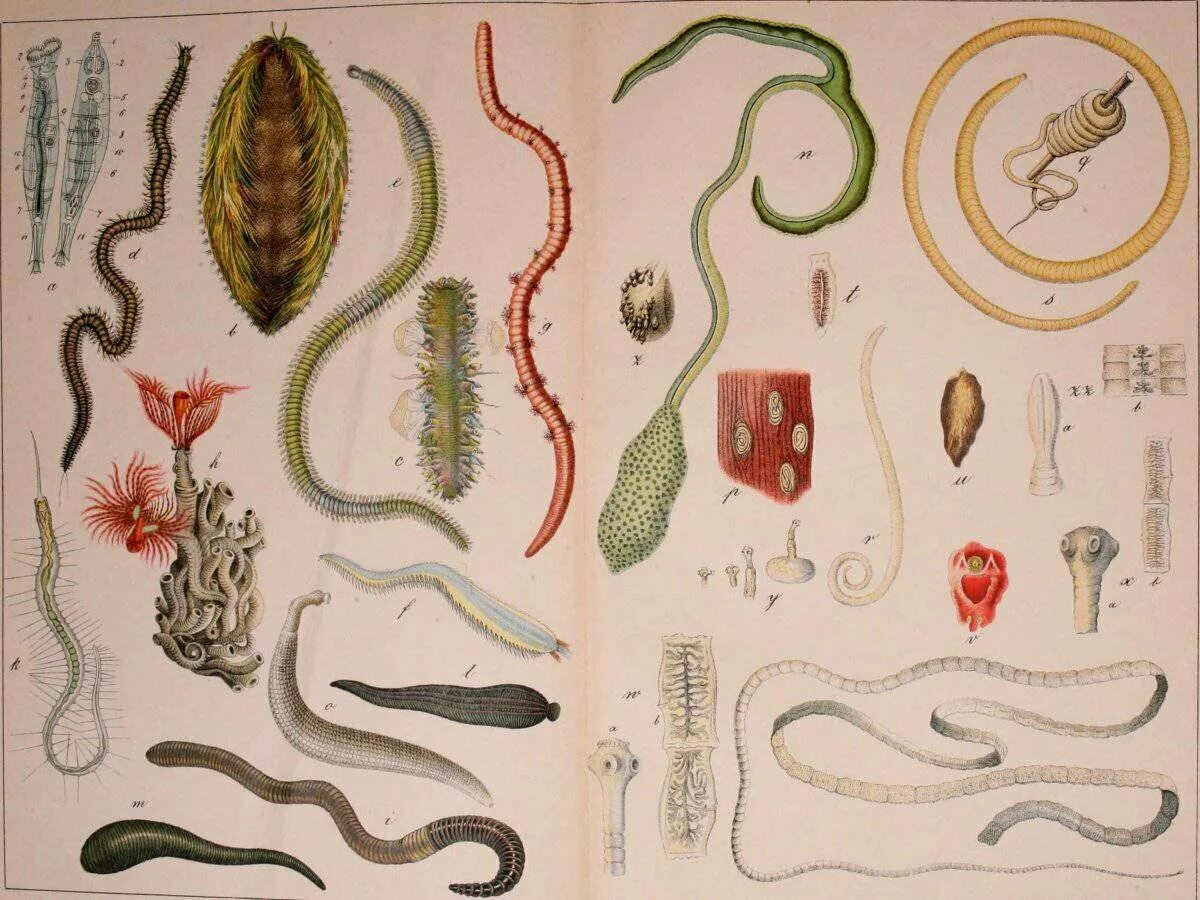 В какой среде обитает червь паразит. Гельминты паразитические черви. Паразитические черви гельминты и глисты. Гельминты паразитические черви у человека. Кишечные паразиты черви.