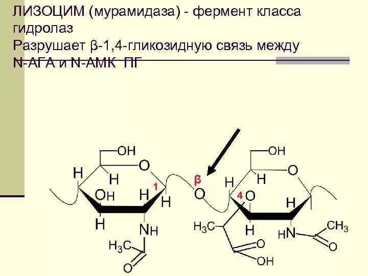 Состав слюны лизоцим. Лизоцим формула структурная. Муреин лизоцим. Лизоцим строение. Лизоцим формула.