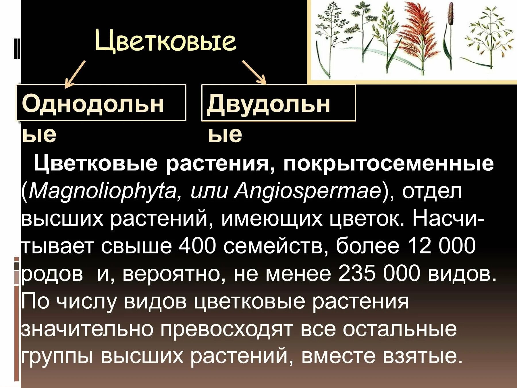 Урок покрытосеменные. Покрытосеменные презентация. Отдел Покрытосеменные растения. Покрытосеменные или цветковые растения. Сообщение на тему Покрытосеменные растения.