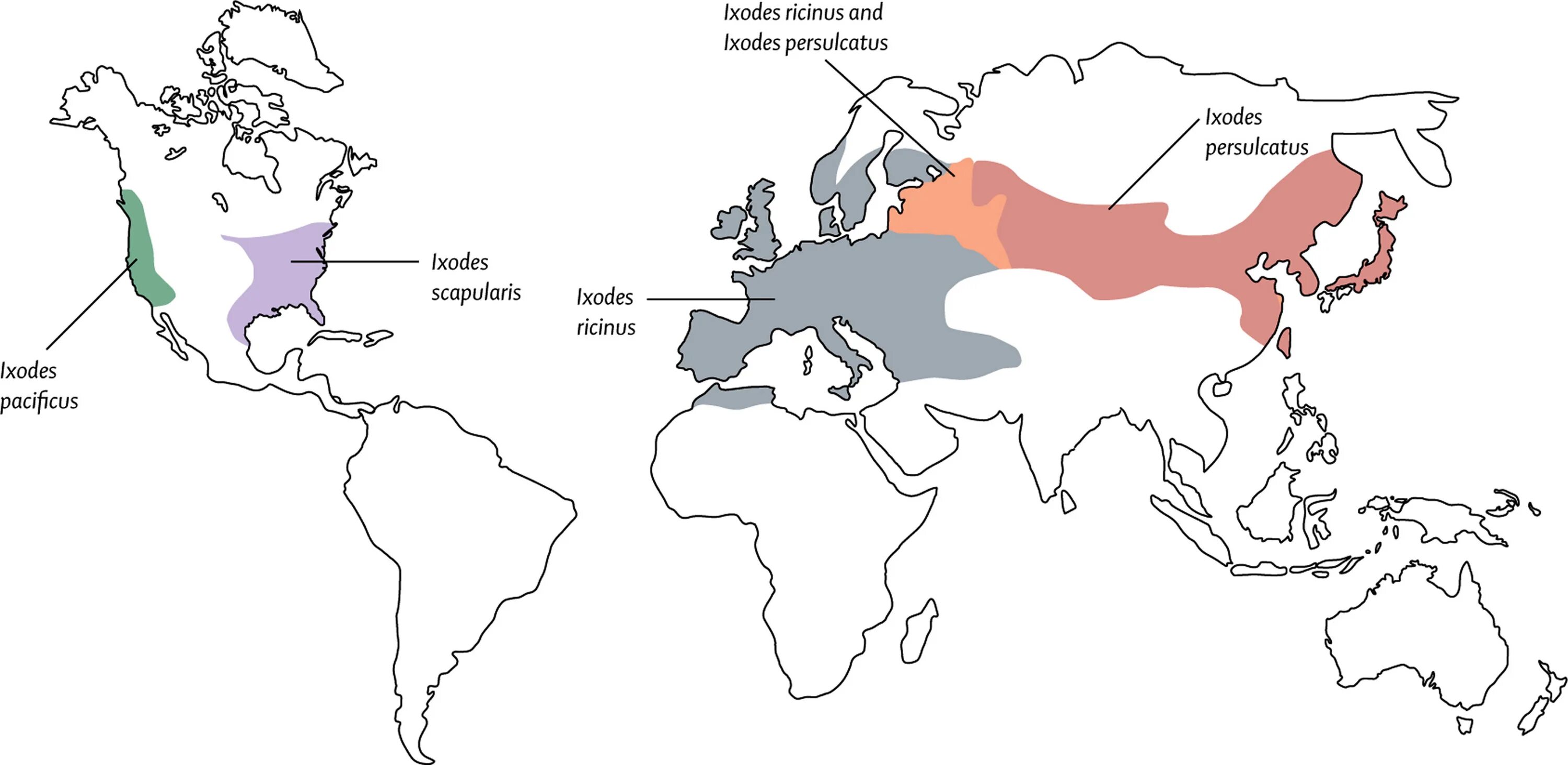 Ареал Ixodes persulcatus. Ixodes Ricinus распространение. Ixodes persulcatus распространение. Род Ixodes ареал обитания. Ареал voices of the