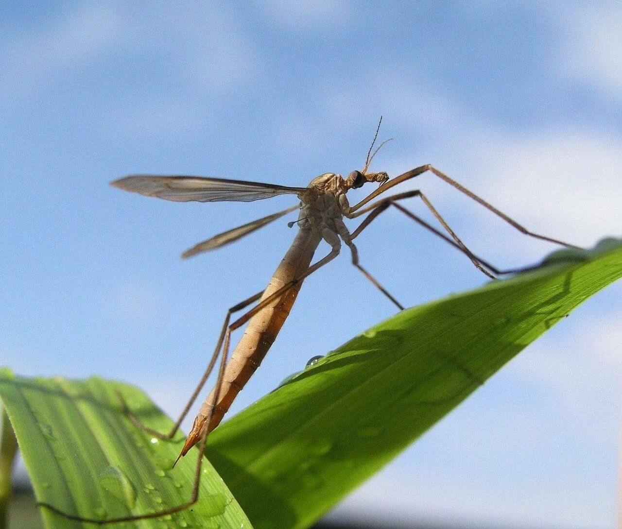 Как называется большой комар. Малярийный комар долгоножка. Красный комар долгоножка. Москиты и малярийные комары. Комар долгоножка полосатый.