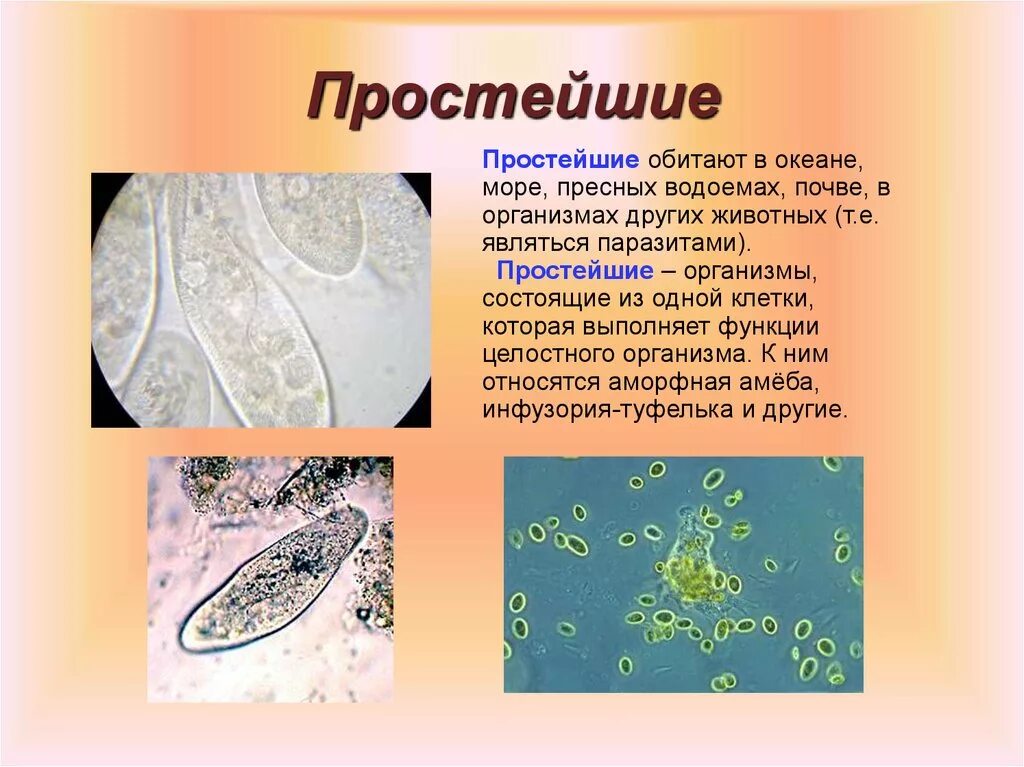 Значение групп простейших