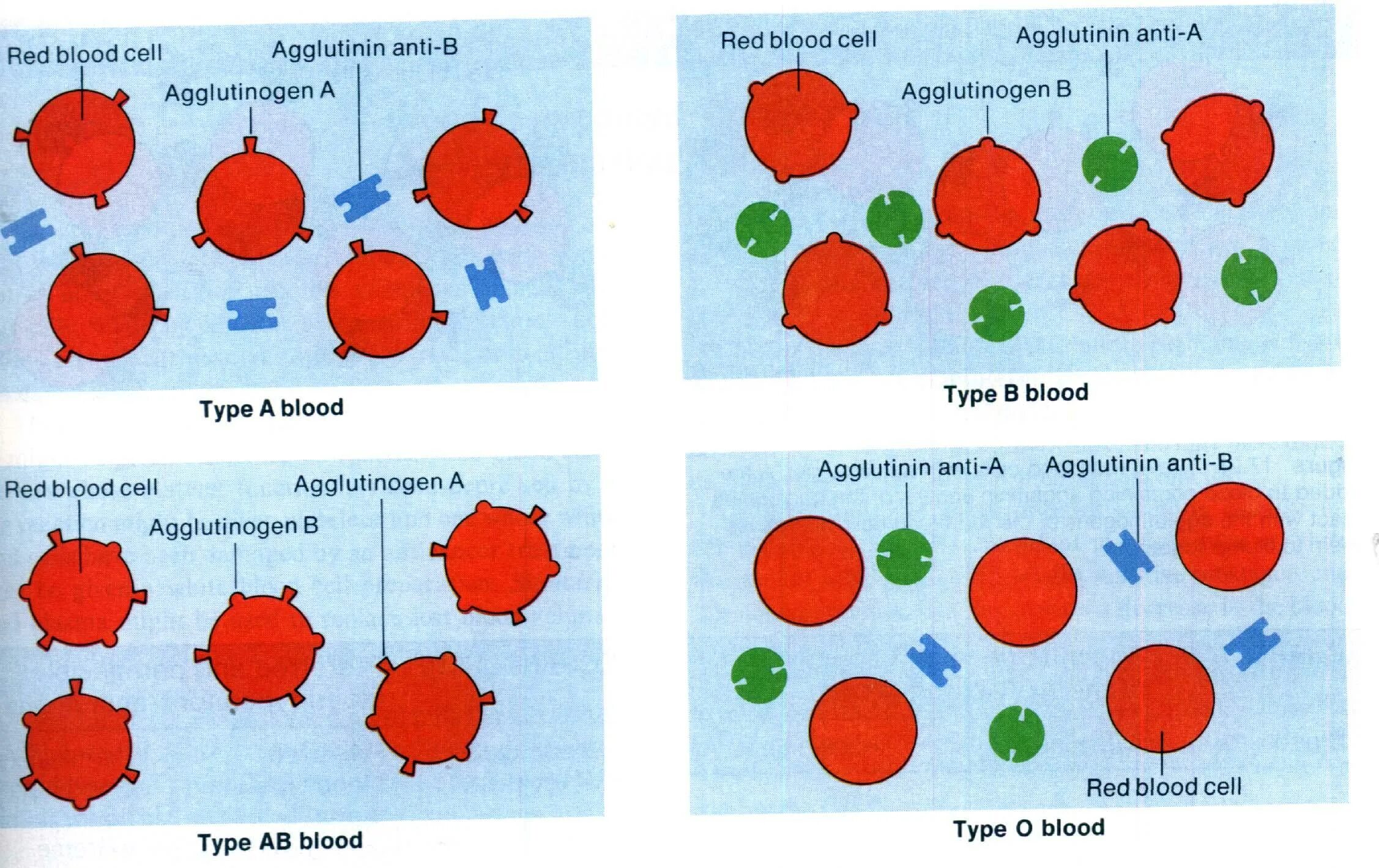 Агглютинин бета. Антигены эритроцитов 1 группы крови. Схема агглютининов и агглютиногенов групп крови. Агглютиногены на мембране эритроцитов. Группы крови таблица антигены эритроцита антигены плазмы.