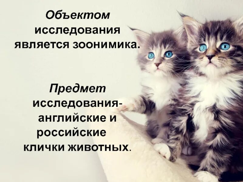 Клички животных в Англии. Клички домашних питомцев в Англии. Имена животных в Англии и России. Милые животные прозвища