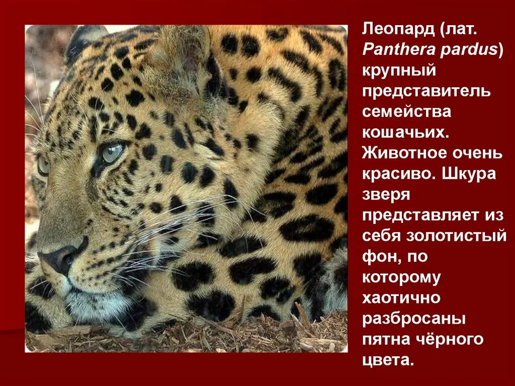 Леопард читать. Леопард. животные из красной книги. красная книга россии. животные. леопард описание.