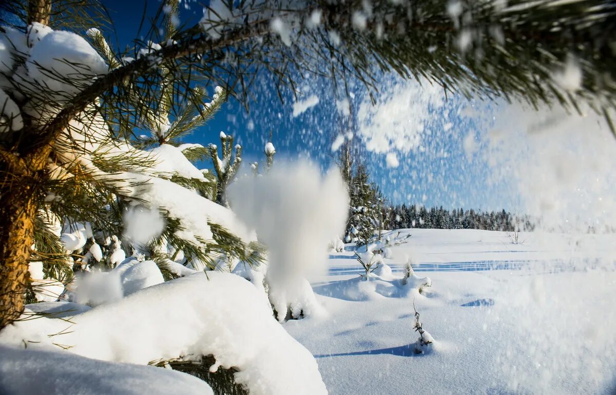 Декабрь январь и февраль кони. И уносят меня три белых. В звенящую снежную. И уносят меня три белых коня. И уносят меня в звенящую снежную даль.