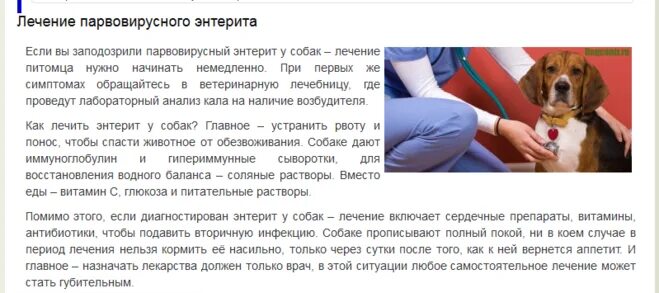 Что можно дать собаке от рвоты