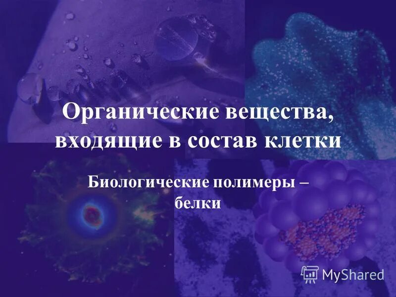 Органические соединения входящие в состав клеток. 90 Биологических веществ. Водород белок и полимер. Протос первый в составе клетки.