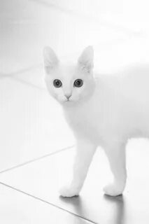 Скин white cat