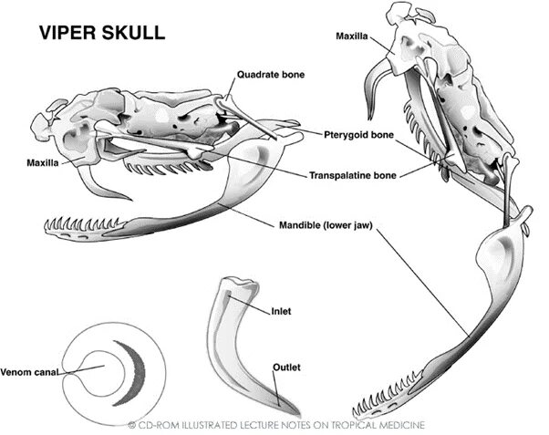 Челюсть рептилий. Скелет змеи строение. Строение челюсти змеи. Строение челюсти змеи схема. Череп ядовитой змеи.