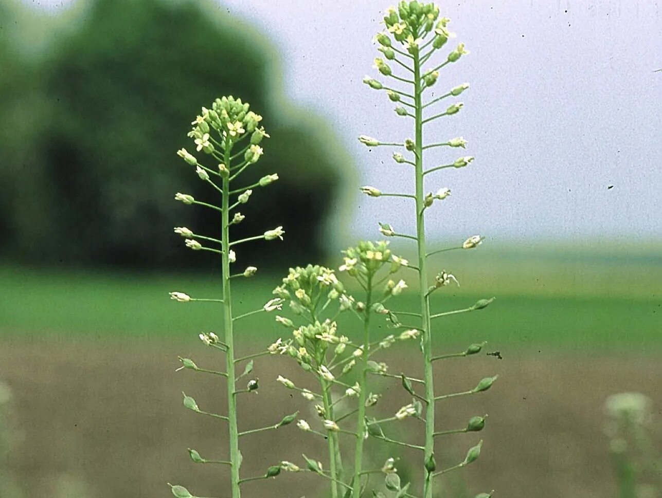 Рыжика посевного (Camelina Sativa),. Camelina Рыжик. Рыжик крестоцветное растение. Камелина сатива это.