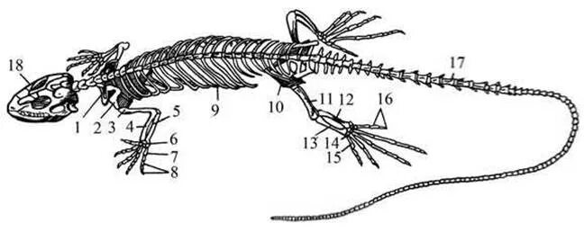 Рептилии ребра. Скелет пресмыкающегося ящерицы. Скелет ящерицы биология 7 класс. Скелет варана. Скелет ящерицы строение биология.