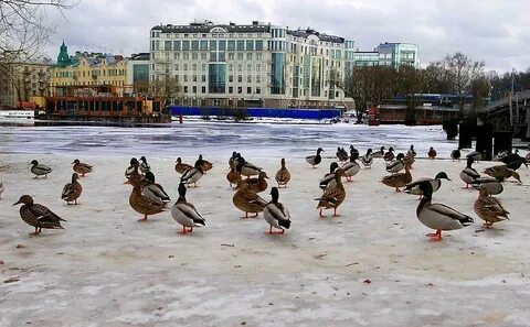 Утка петербург