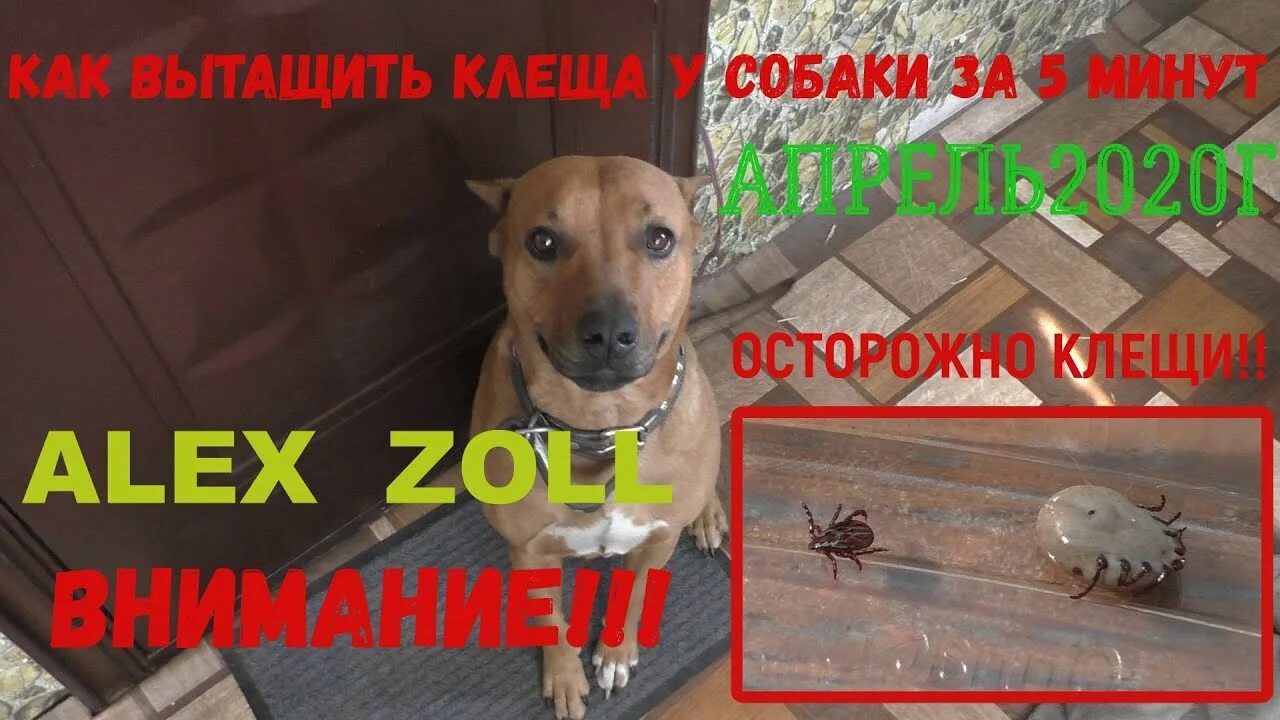 Как вытащить клеща у собаки пинцетом. Вытащить клеща подручными средствами у собаки. как вытащить клеща у собаки без подручных средств.