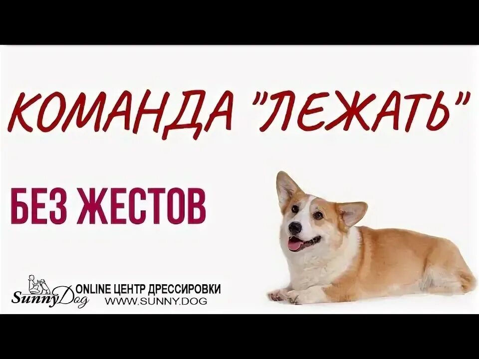 Команды для собак. Команда лежать для щенка. Команда голос для собаки. Команда голос для собаки. Команда лежать для собак.