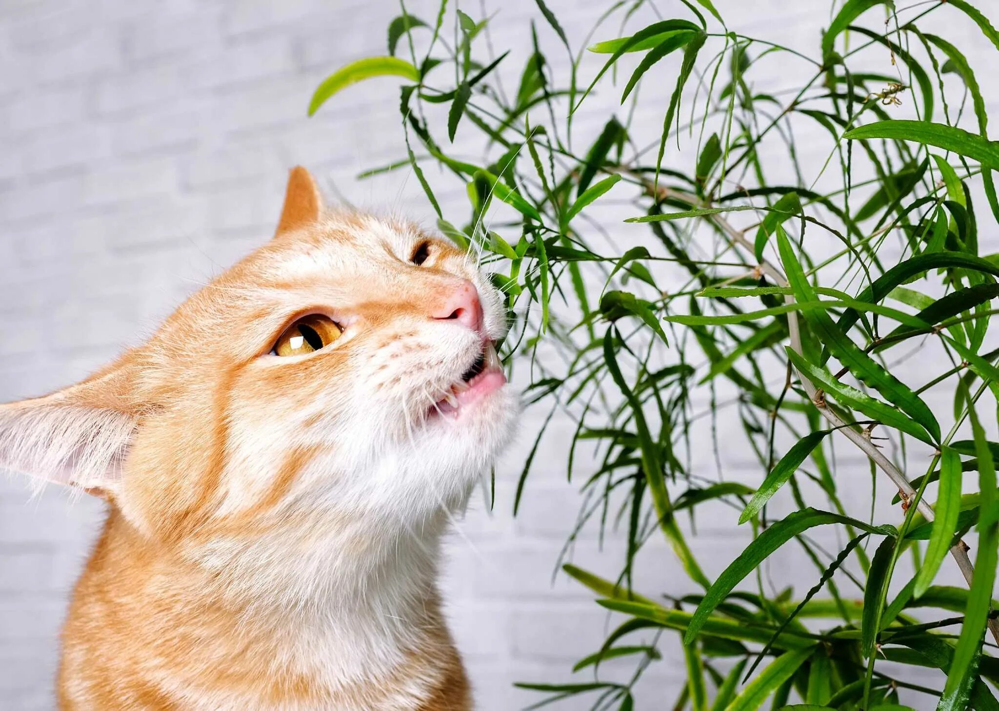 Cat plants. Безопасные растения. Токсичные комнатные цветы для кошек.