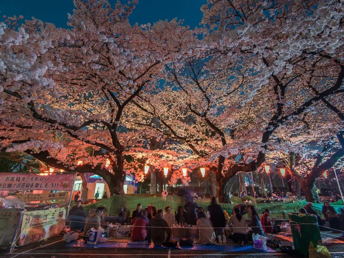 Ханами парк Уэно. Ханами – любование сакурой в Японии. Праздник любования сакурой в Японии. Фестиваль цветущей Сакуры в Японии.