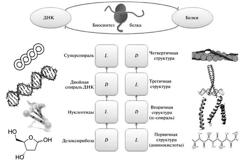 Уровни структурной организации ДНК первичная вторичная третичная. Первичная вторичная и третичная структура ДНК. Первичная и вторичная структура ДНК. Уровни организации ДНК первичная структура.