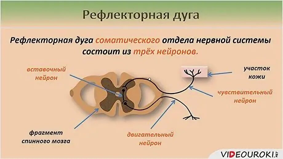 Звенья рефлекторного механизма