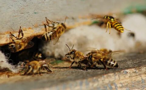 Bees ants