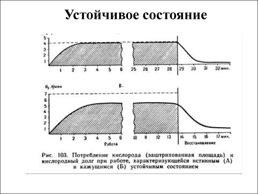 Устойчивое состояние физиология. Устойчивое состояние физиология. Истинное и ложное устойчивое состояние. Истинное и ложное устойчивое состояние. Истинное устойчивое состояние.