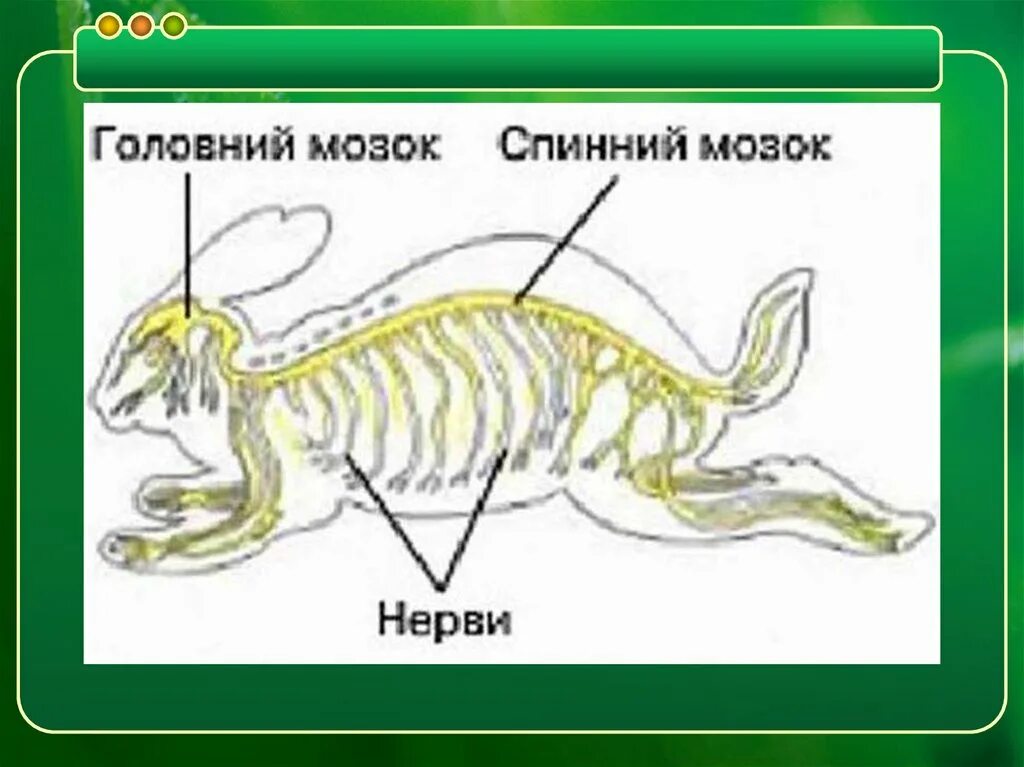 Нервная система млекопитающих 8 класс. Нервная система млекопитающих. Класс млекопитающие нервная система. Центральная нервная система млекопитающих. Функции нервной системы млекопитающих.