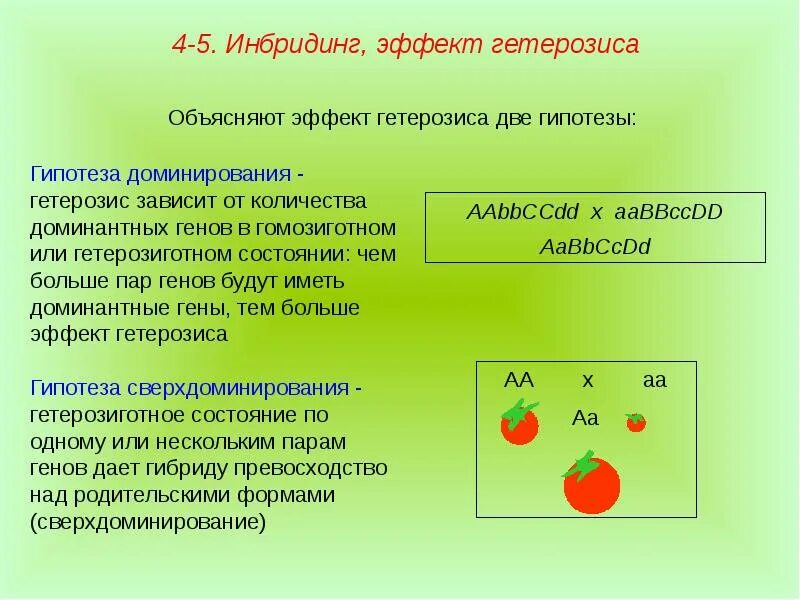 Инбридинг характеристика. Гипотеза доминирования. Гипотезы гетерозиса. Объяснение гетерозиса. Гипотеза сверхдоминирования объясняющая явление гетерозиса.