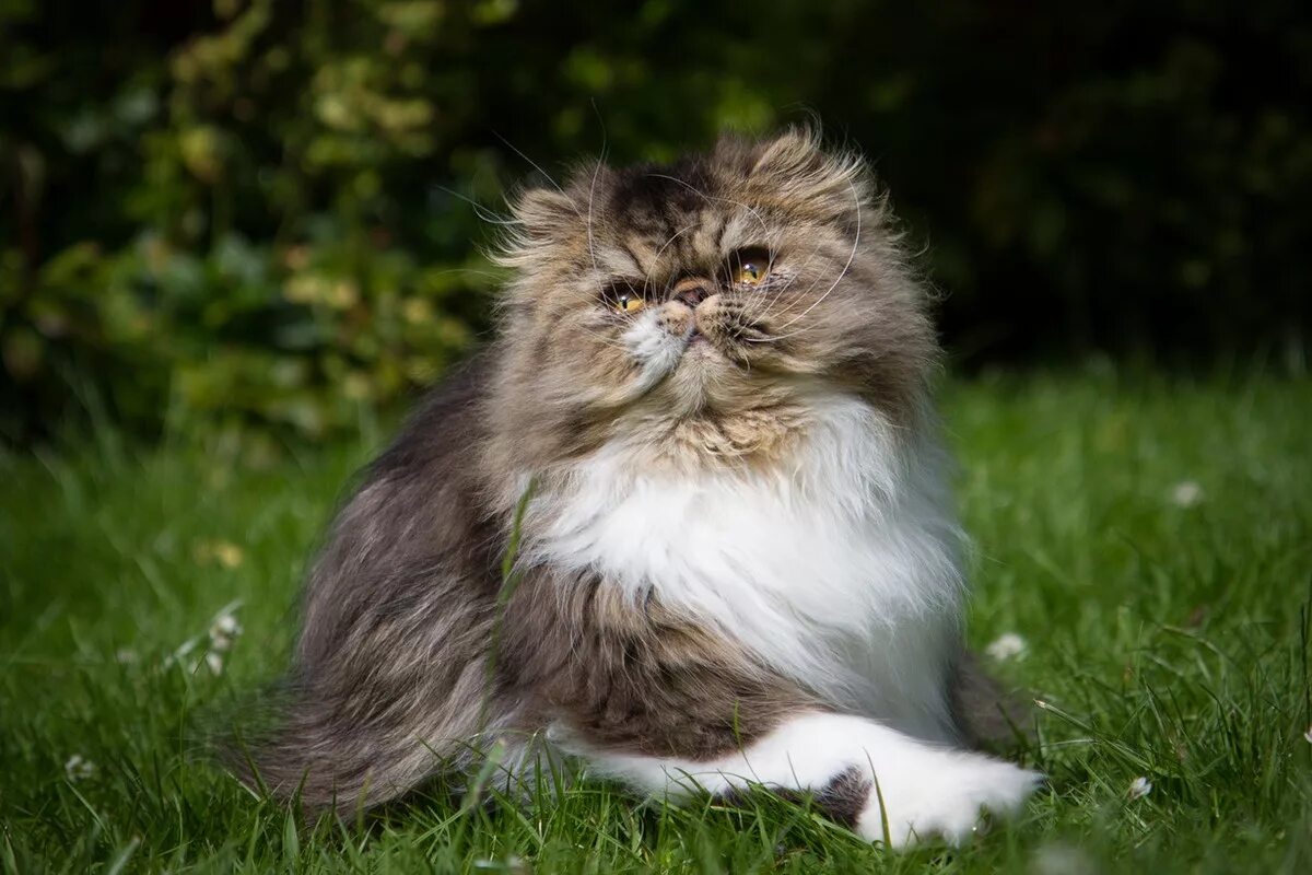 Персидская длинношерстная шиншилла. Пушистый кот. Красивый пушистый кот. Персидские котята. 10 лучших кошек