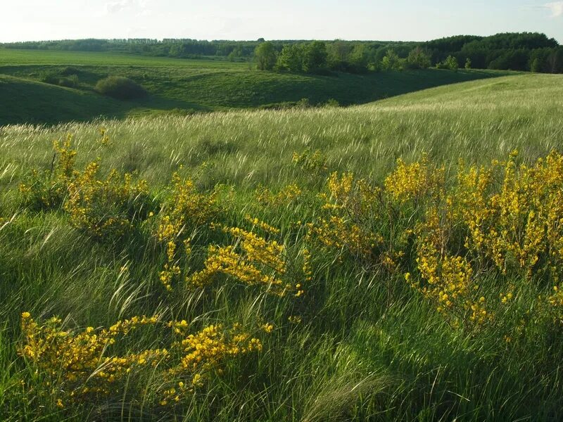 Степи лесостепи заповедники. Заповедник приволжская лесостепь пенза. Центрально-черноземный заповедник курск степи. Степи лесостепи заповедники. Приволжская лесостепь попереченская степь.
