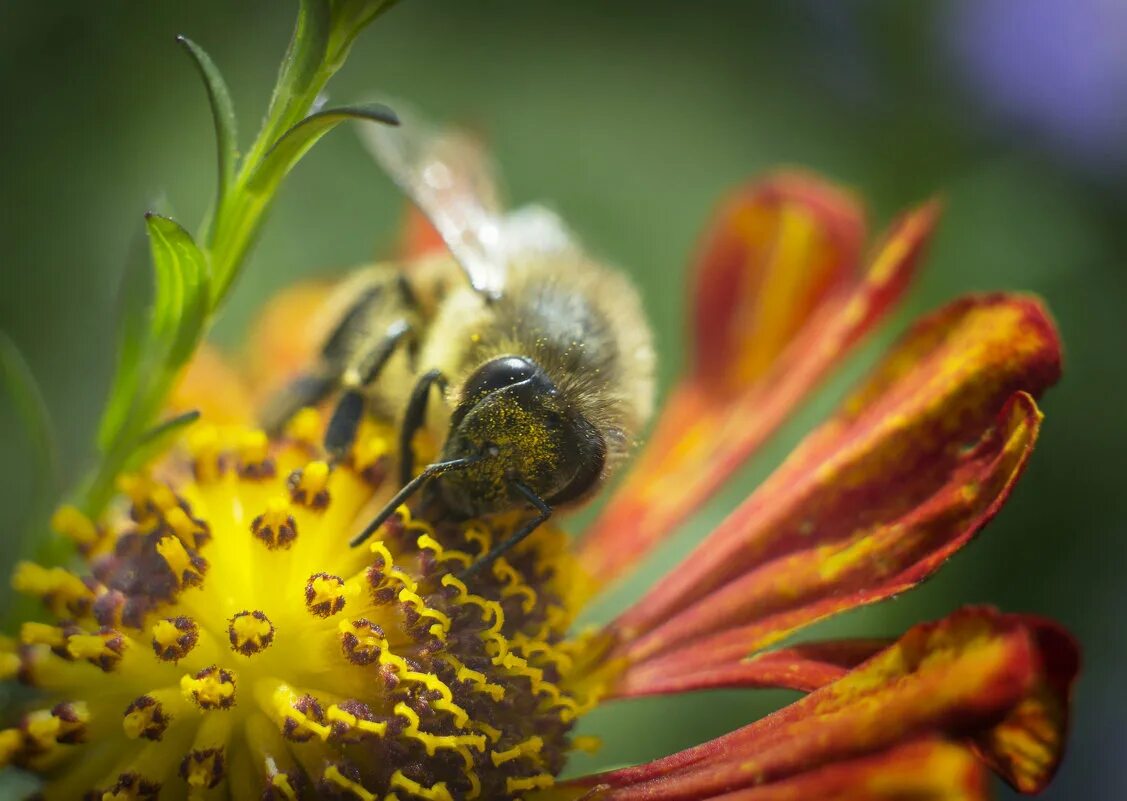 бурзянская бортевая пчела. бурзянская пчела фото. пыльца опыление. пчела с нектаром и пыльцой. пыльцой и другими.