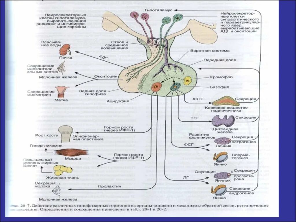Эндокринология гормоны. Гормоны гипоталамо-гипофизарной системы. Схема действия гипоталамо-гипофизарной системы гормоны. Регуляция желез внутренней секреции схема. Гормональная система человека схема.
