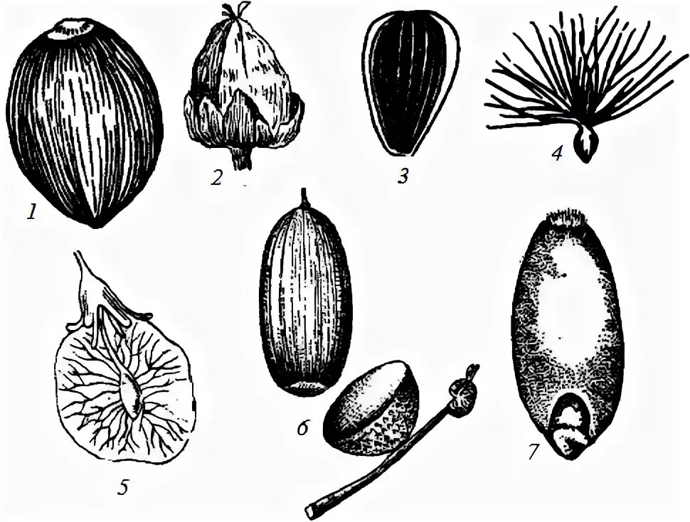 Околоплодник подсолнечника. Лещина Зерновка,семянка,орех,Желудь.. Плод семянка. Орех Желудь семянка Зерновка. Зерновка семянка крылатка орешек.