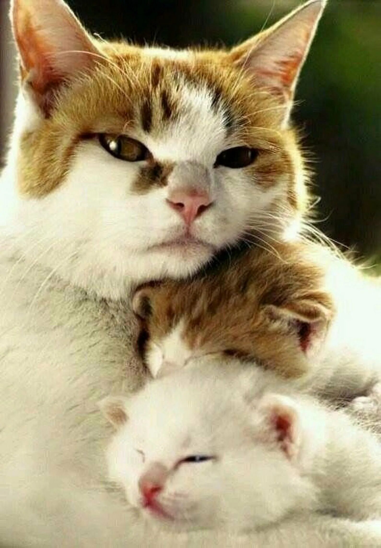 Мамины коты. Мама кошка. Кошка с котятами. Котики милота. Мама кошка и котенок.