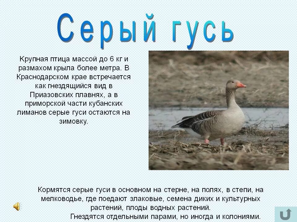 Сообщение серые. Сообщение про серого гуся. серый гусь доклад. серый гусь вес. серый гусь описание.