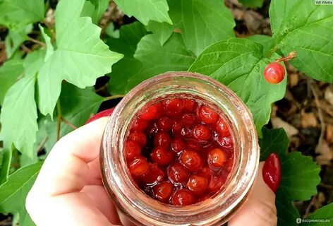 Экстракт калины