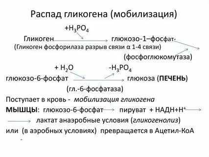 Распад гликогена в печени гормон