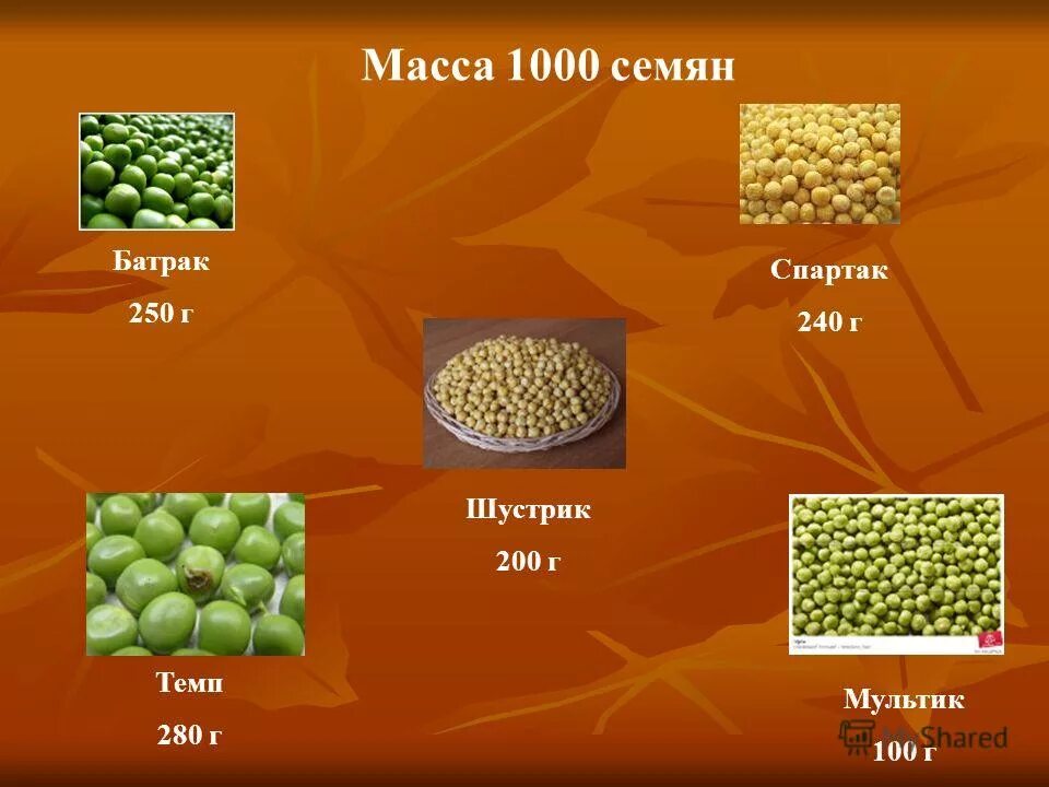 масса семян пшеницы