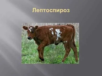 Лептоспироз крс