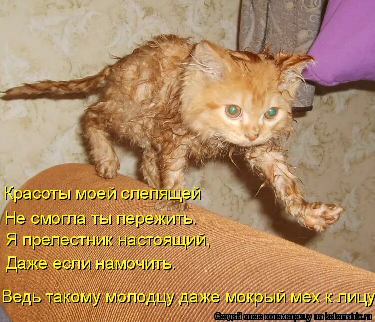 Рыжий кот уходит. Кошка и тапок. Осторожно мокрый пол табличка. Где весна. Bon jovi slippery when wet альбом.