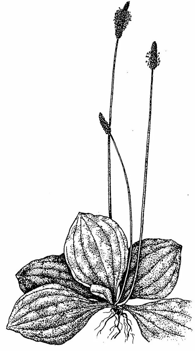 Нарисовать подорожник. Подорожник растение. Подорожник большой. Как нарисовать подорожник. Подорожник разукрашка.