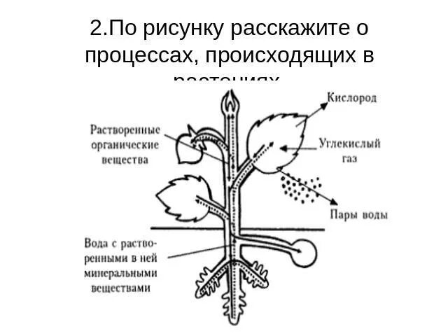 Процесс жизнедеятельности изображен на рисунке. Процессы жизнедеятельности растений. Процесс жизнедеятельности растений схема. Схема одного из процессов жизнедеятельности растений. Схемы процессов жизнедеятельности растений на рисунке.