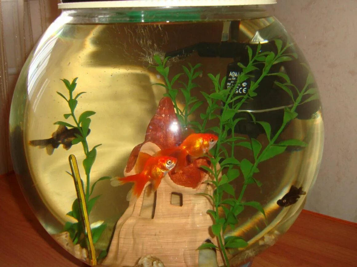 Нано аквариум круглый. Травник в круглом аквариуме. Золотая рыбка в маленьком аквариуме. Круглый аквариум с рыбками. Аквариум gold fish bowl 4л оранж.