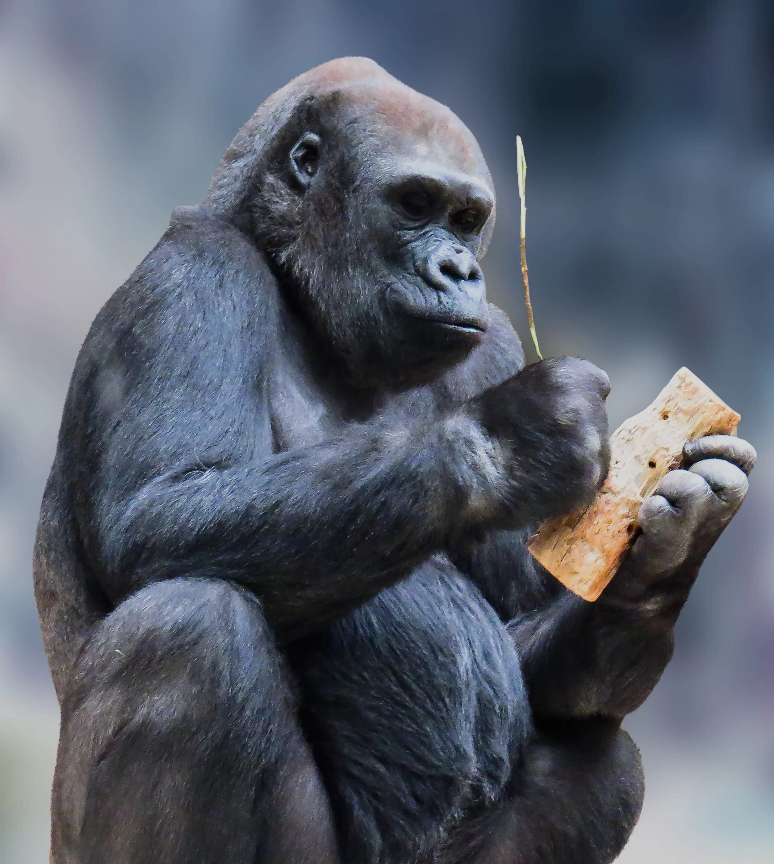 Monkey gorilla