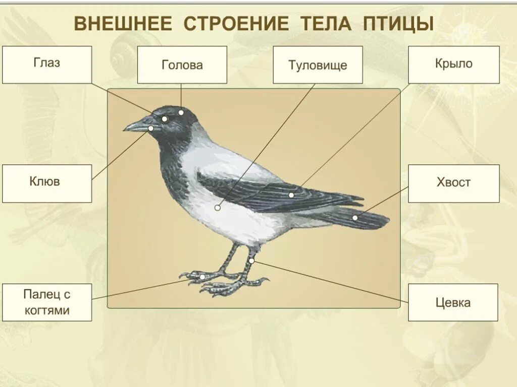 Отделы тела птиц 7 класс биология. Строение птицы. Внешнее строение птиц. Строение тела птицы.