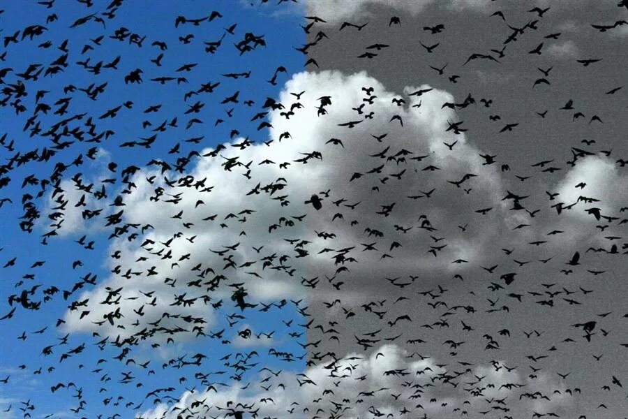 Стая ворон. Стая птиц. Много птиц в небе. Вороны стая.