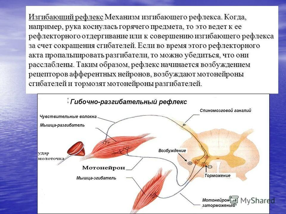 Отдергивание руки от горячего предмета какой рефлекс. Схема рефлекторной дуги отдергивания руки. Отдергивание руки от горячего предмета какой рефлекс. Рефлекторная дуга нерв кисти руки. Рефлекторная дуга сгибательного рефлекса схема.