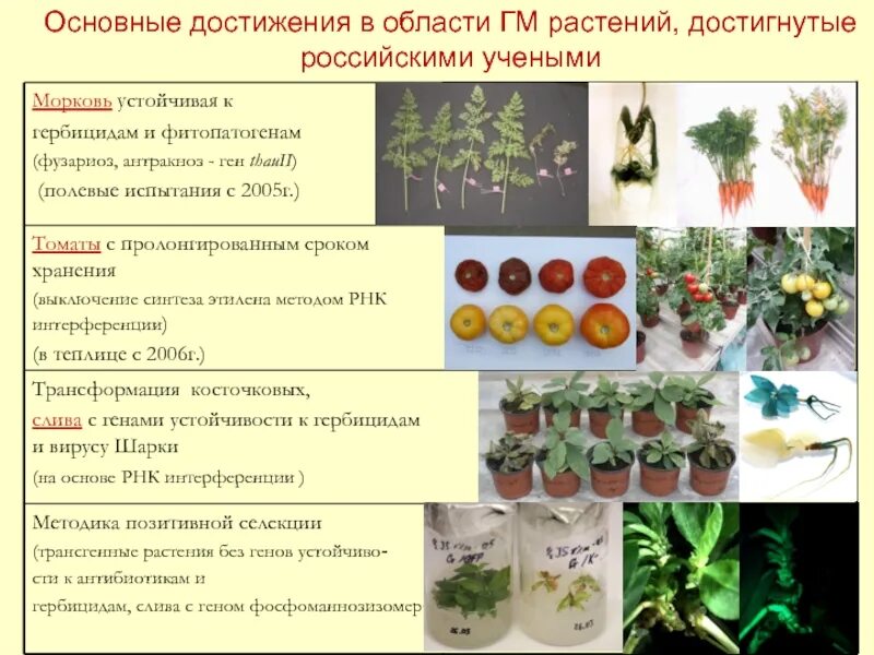 Методы выведения новых сортов и пород. Важнейшие задачи селекции. Методы получения сортов растений. Селекция растений. Методы получения сортов растений.